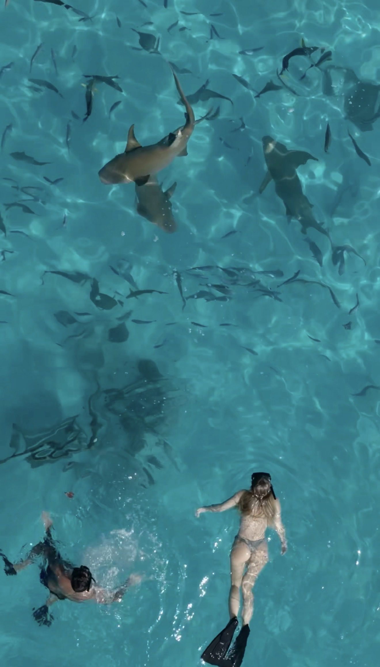 Reef sharks from above