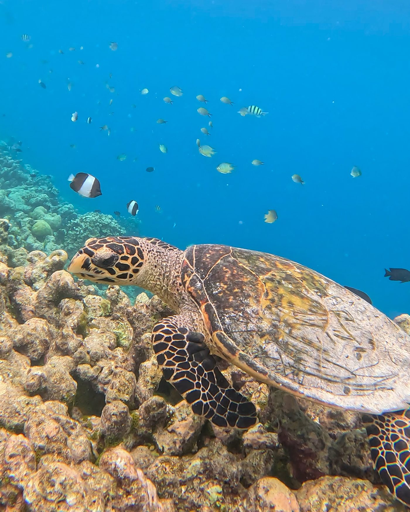 Turtle snorkelling